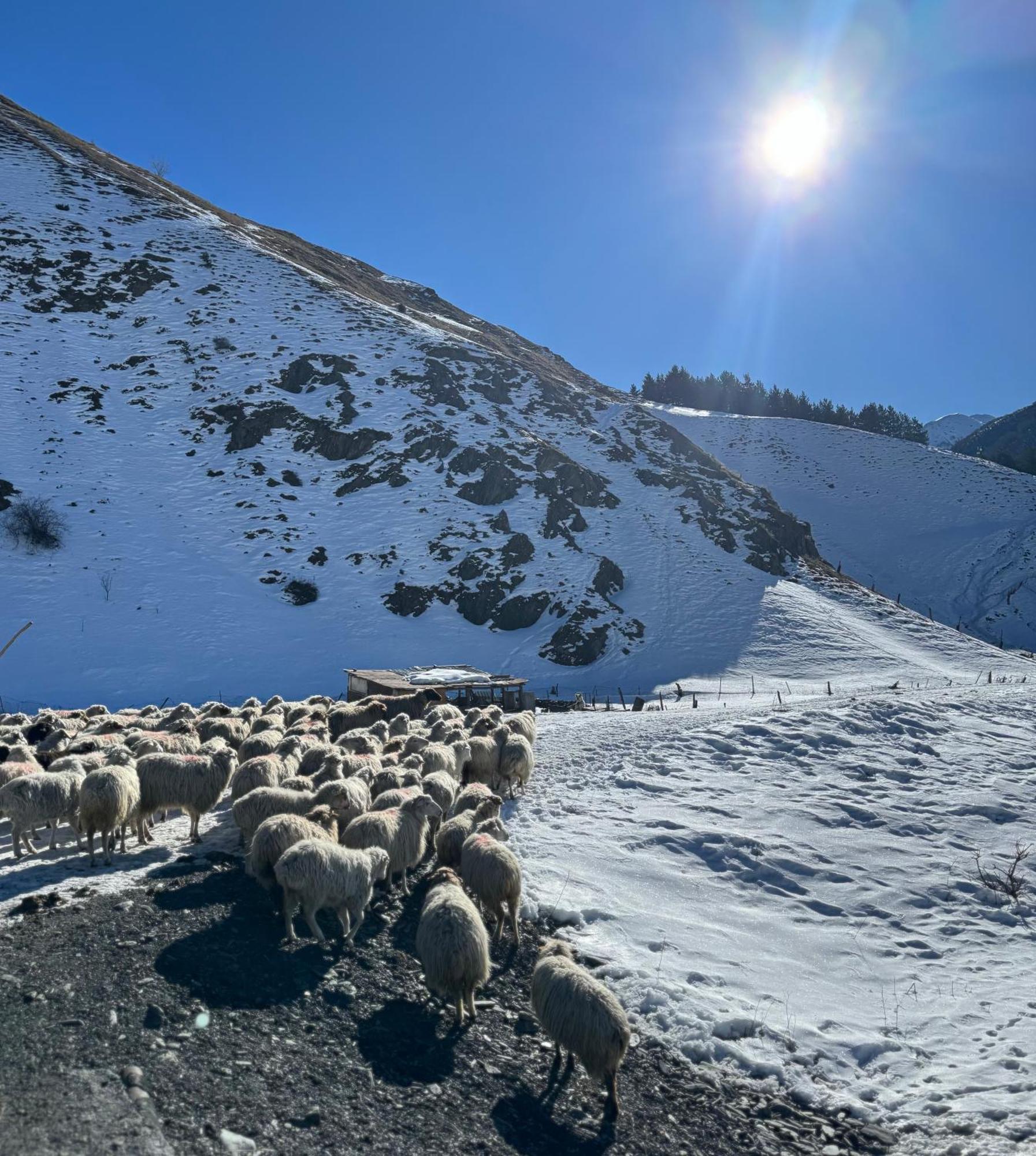 januka garden sno Villa Kazbegi Exteriör bild